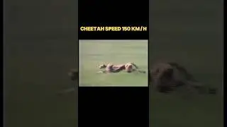 The Fast and the Furious:Wild Animal Edition