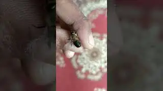 Drone male bee🐝 #shorts #bees #savebees #viral