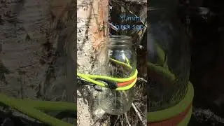 Harvesting Birch Sap on the #lifeinalaska #homestead
