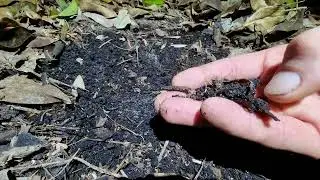 How to build soil humus in sand