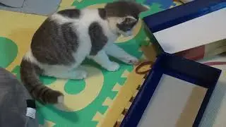 箱で遊ぶ子猫　kitten playing with paper box