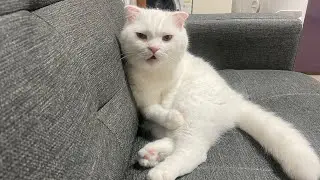 What if I focus on grooming?