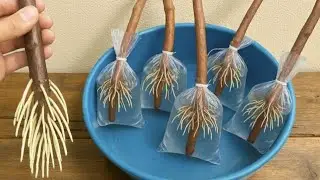 Propagation Guava Plant Cutting In Water/ Using Mango Roots Hormone