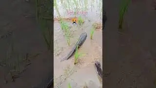 heart fishing my khet #fish  #fishing