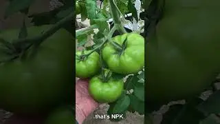 Fertilize Tomatoes Like a Pro! (Expert Advice) 🌿🍅 #TomatoTips #Shorts