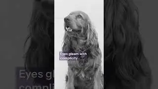 Best Friends Forever: Dogs & Humans in Touching Photos! 🐶💖
