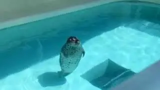 あざといゴマフアザラシ