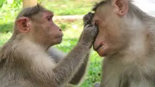Fascinating Behavior: Why Monkeys Pick Each Other's Hair