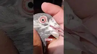 MashaALLAH    #foryou #viralvideo #shortvideo #