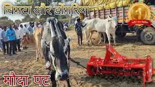 मौदा सेकंद पट 2026 || डोंगरिया चिमटा १ नंबर जितने वाली बैलजोडी... 