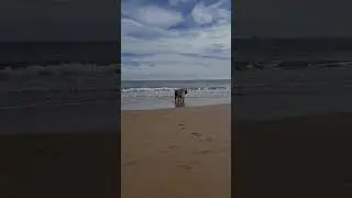 WOW A LEONBERGER AND A GOLDEN RETRIEVER BEST FRIENDS #shorts #dog #leonberger #funny