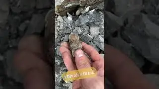 Finding A Jurassic Clam While Fossil Hunting!
