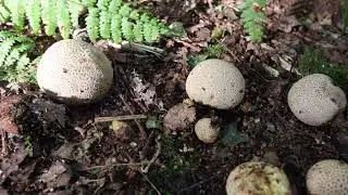 A mindfullness film from RSPB The Lodge at Sandy