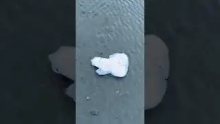 Любовь морская
