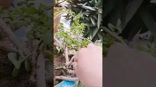 zed plant ☘️#short #yt#utubeshorts #gardening #zedplant#☘️☘️