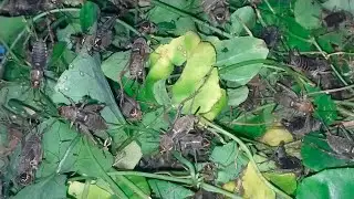 Beast Video Breeding crickets or fertilized crickets are mature and in full bloom &lrm;⁨@Putthea168⁩&nbsp; 