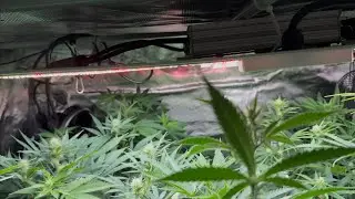 Checking for Males. Week 3 Bloom Roof Genetics are Nuts. Wk 8 Bloom Red Cherry Gorilla 🦍 
