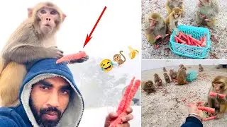 Very Very Funny And Awesome Monkeys Carrots Party🍌🍌 🤣🤣🐒| Feeding Monkeys