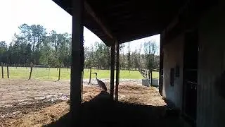 Charles & Astrid Hall Install Cam/Device By RR To Drive Cattle On Our Home, February 15, 2018