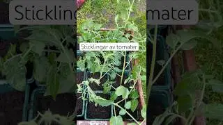 Fler tomatplantor genom sticklingar #odla