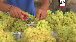Hot weather sours grape production