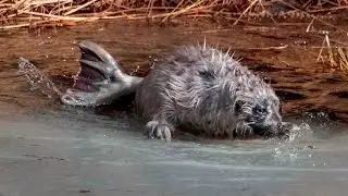 Kuutin tarina - A Story Of A Saimaa Ringed Seal Pup