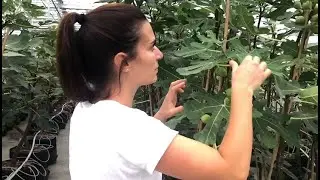 La culture de figues bio au Québec : ferme La Vallée du Moulin