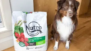 Nutro Natural Choice Adult Dry Dog Food: A Details Review [2025]