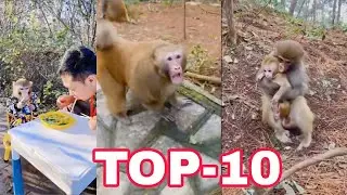 Madar Monkey Kill Her Baby / Top 10 Video
