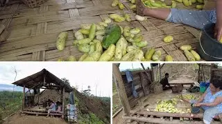Growing Cucumber In Hilly Terrain | Cucumber Farming