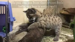 Mountain Lion Kitten Moves to Rocky Mountain Wild