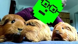 Rampen für Meerschweinchen 👷🏼 Janniks Baustelle