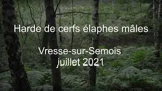 Harde de cerfs m&acirc;les...tr&egrave;s curieux