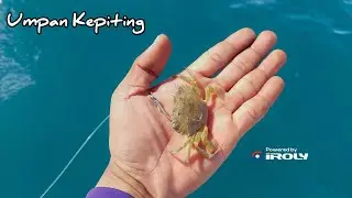 MANCING MENGGUNAKAN UMPAN KEPITING UTUH ...KOK BISA DAPAT IKAN SE GEMUK INI 😱😱😱 !!!