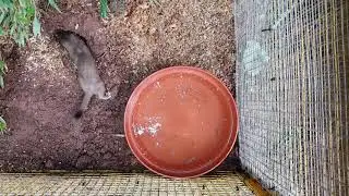 Play time stoats