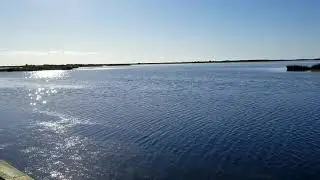 Pea Island Jumping Mullet