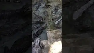 Alligators / Crocodile Eating Food  In Water  2026