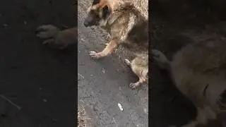 An Elderly Dog Abandoned After Years of Loyalty Finally Finds Kindness Again