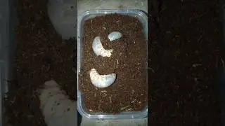 scary!! three beetle larvae came out of the ground #shorts