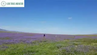 Purple wildflower (phacelia) super bloom 2019 at Carrizo Plain National Monument.