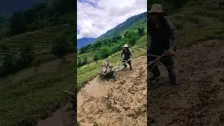 Trace farming Activity