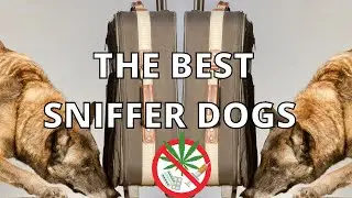 THE 10 BEST SNIFFER DOGS
