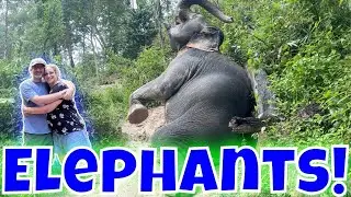 Elephant Sanctuary in Chiang Mai Thailand for Randi's Birthday | Plus: Sukantara Waterfall Resort 🇹🇭