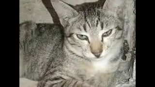 nemu kucing tetangga yang lucu,yang di namai joni sama jonzn lenong