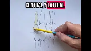 Anatomía de los dientes incisivos