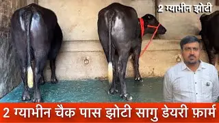 2 ग्याभीन चैक पास झोटी कटीया Saghu Dairy Farm बिठमडा ✅