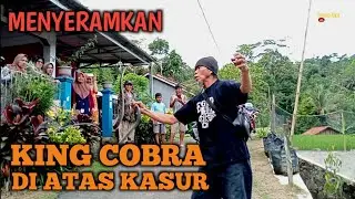 KING COBRA LIAR MELINGKAR DI ATAS KASUR