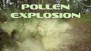 Pollen clouds explode over Richmond, Virginia, 4/5/2025