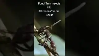 Can Humans Be Infected by fungi? 🍄#shorts