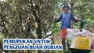Pemupukan untuk Pengisian Buah Durian 